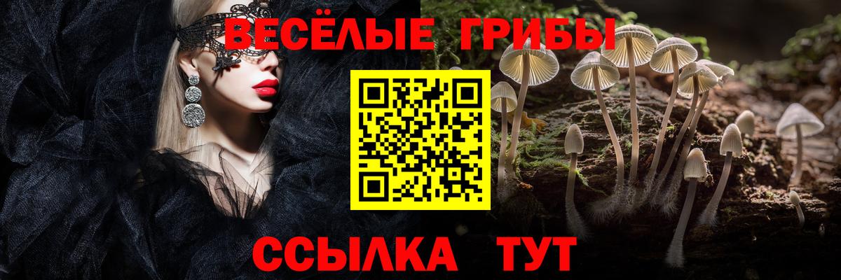 Псилоцибиновые грибы Psilocybine cubensis Майский